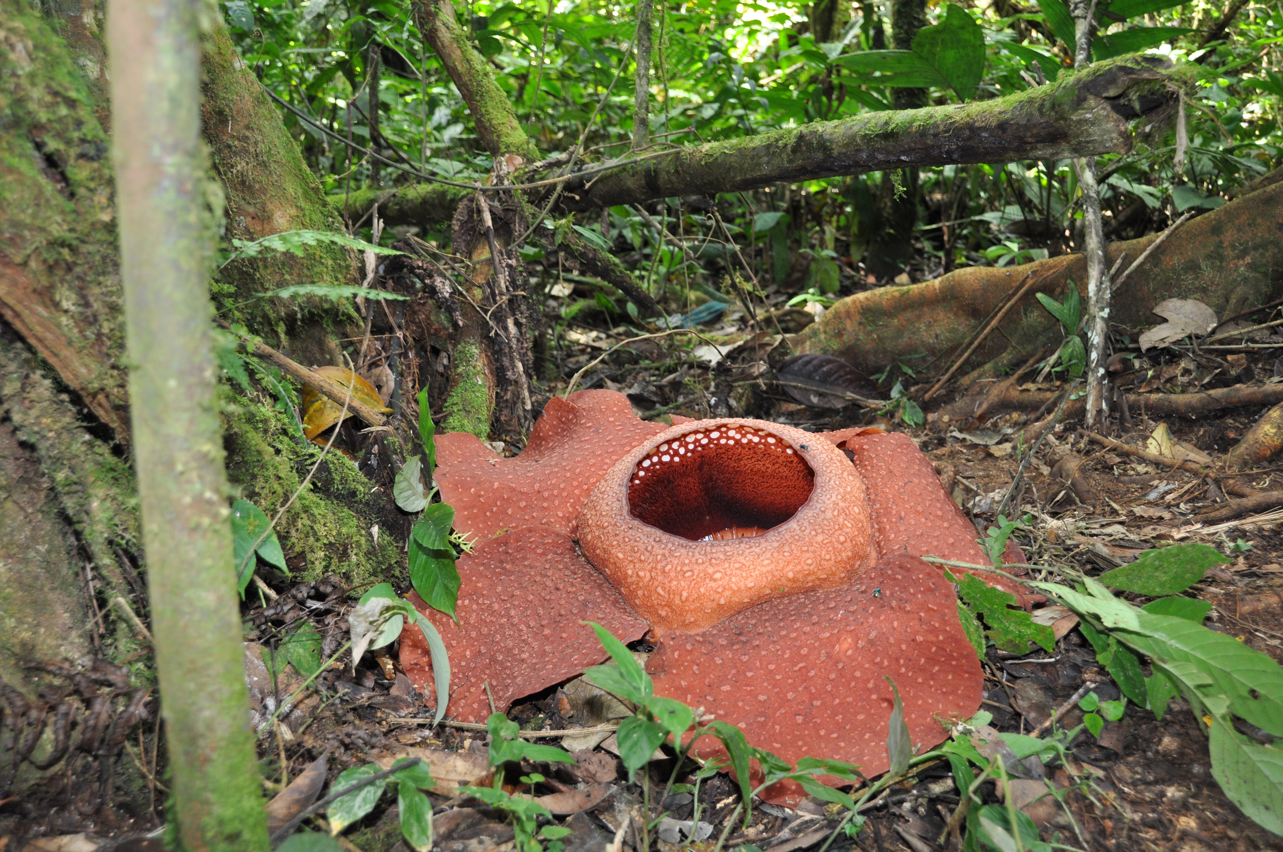 Rafflesia